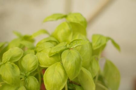 basilの写真素材