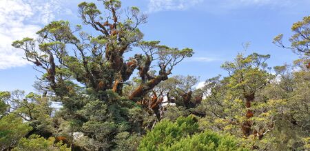 Key Summit, Routeburn Track, Milford National Park, New Zealand, South Island, NZの写真素材