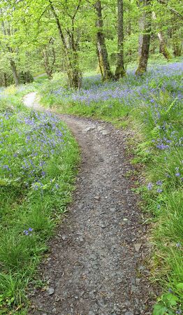 Forest along Loch Lomond West Hiland Way Track, long distance hike - Scotland, UK