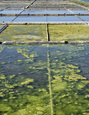 Aveiro Saline - Portugalの写真素材