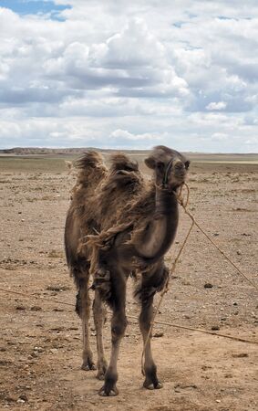 Two humps Camels at the Gobi Desert, Mongoliaの写真素材