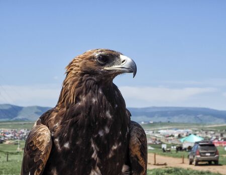 Mongolian Eagle Portrait at Mongoliaの写真素材