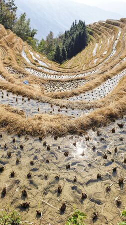 The scenery wavy Longsheng Rice Terraces after harvest - North Guillin, Guangxi Province, Chinaの写真素材