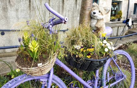 A purple bike used for garden decoration with pots of flowersの写真素材