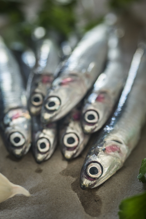 fresh anchoviesの写真素材