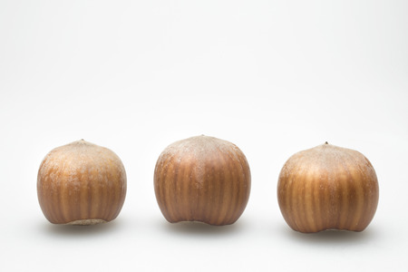 hazelnut on white backgroundの写真素材