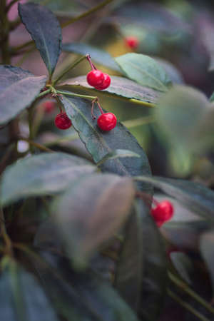 Mistletoe with red berries that stand out from the green of the leavesの写真素材