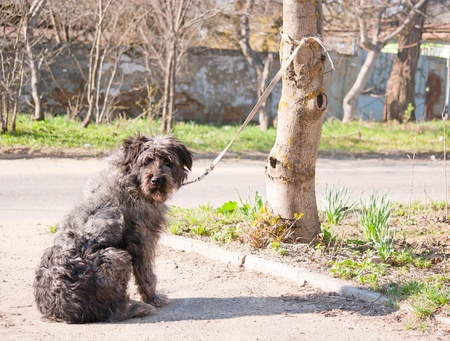 Dog waits for owner