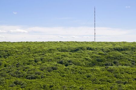 A tall mast rises above the crowns of trees, a view from aboveの写真素材