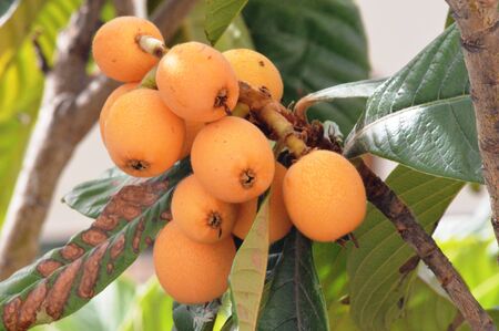 loquat fresh fruit on green tree agriculture nature vitaminsの写真素材