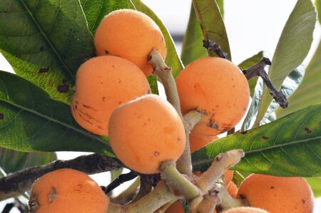 loquat fresh fruit on green tree agriculture nature vitaminsの写真素材