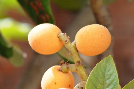 loquat fresh fruit on green tree agriculture nature vitaminsの写真素材