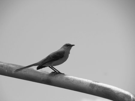 Birdsの写真素材