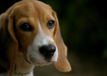 Beagle Portraitの写真素材