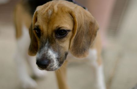 Beagle on the runの写真素材
