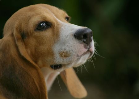 beagle side profileの写真素材