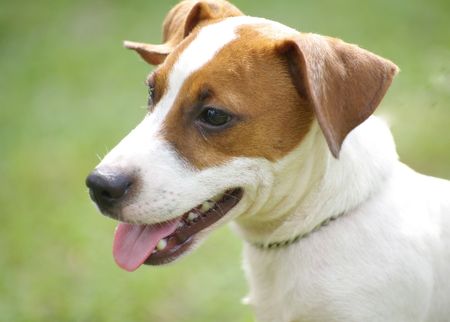 Jack Russell Terrier sideの写真素材