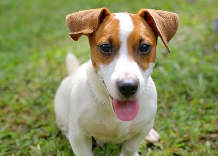 Jack Russell Terrier frontの写真素材
