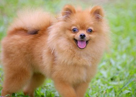 Pomeranianの写真素材