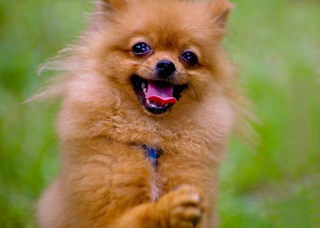 Pomeranian dog greetingsの写真素材