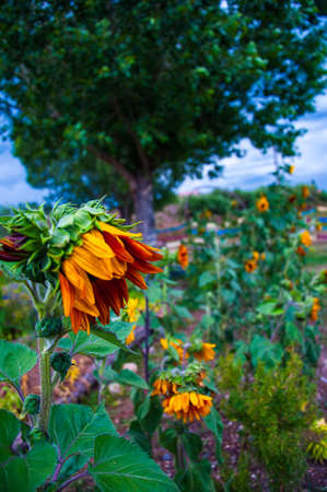 Sunflower closing up and ready for September fall autumn weather in the Rocky Mountains in a Community Garden in Pagosa Springs , Colorado , USAの写真素材