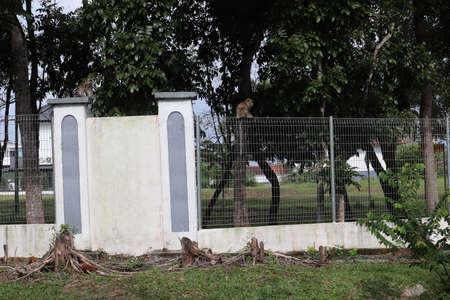 Monkeys on the fence at house areaの写真素材
