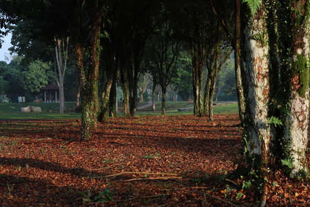 Tree trunks and fallen leavesの写真素材