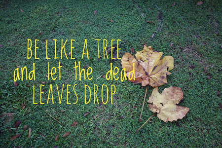 Inspirational quotes- picture of dry leaves on the grass