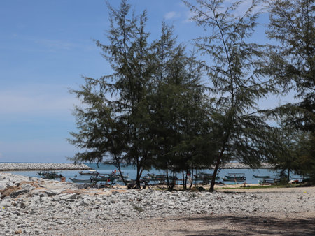 Boats anchored in the bay and pine treesの写真素材