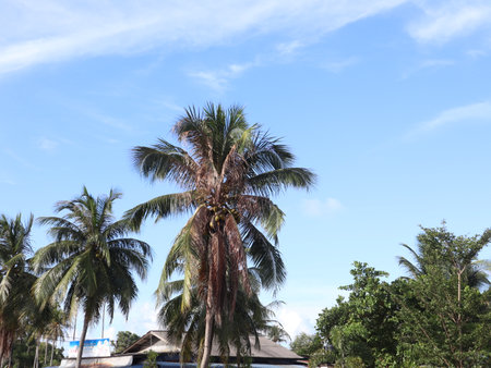 Picture of a tall tree trunkの写真素材