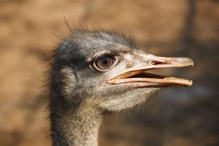 Ostrich's head