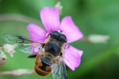 a drosophila is collecting honey