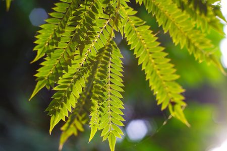 beautiful leaves