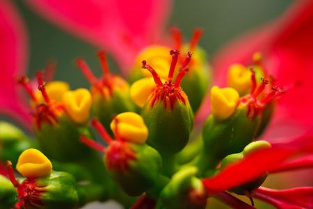 some stamens of flowerの写真素材