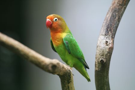 a colorful parrot is standing on a wood