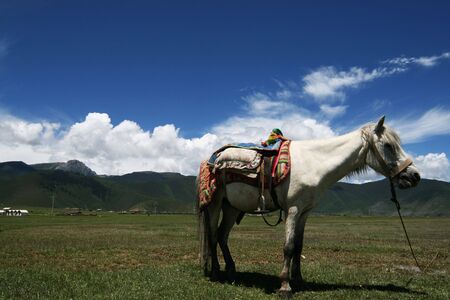 a horse on a grasslandの写真素材