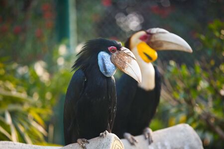 the birds with big mouth standing on a woodの写真素材
