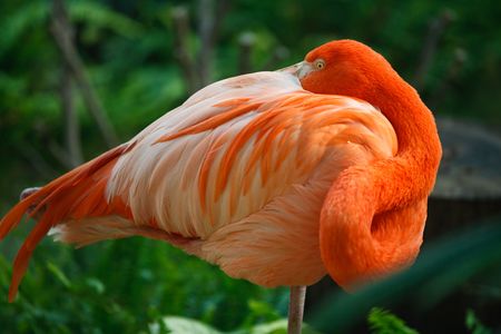 a flamingo Hiding head into featherの写真素材