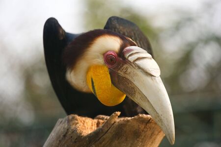 a bird with big mouth standing on a wood