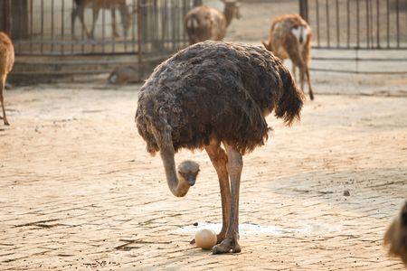 Ostrich with an eggの写真素材
