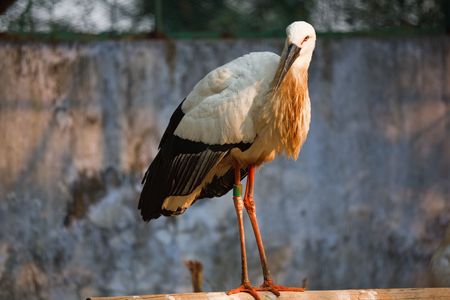 a white crane in a zooの写真素材