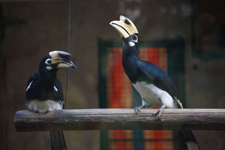 the birds with big mouth standing on a woodの写真素材