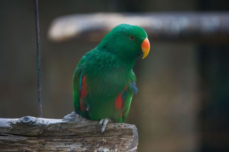 a parrot with green feather standing on a woodの写真素材