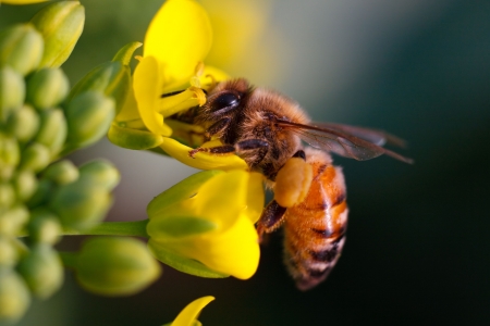 a beeの写真素材