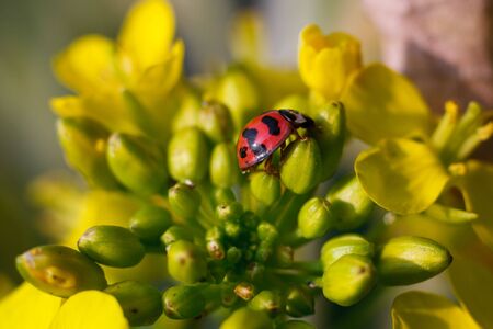 a ladybug on plantsの写真素材