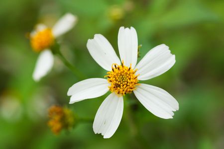 micro shot:beautiful flowerの写真素材