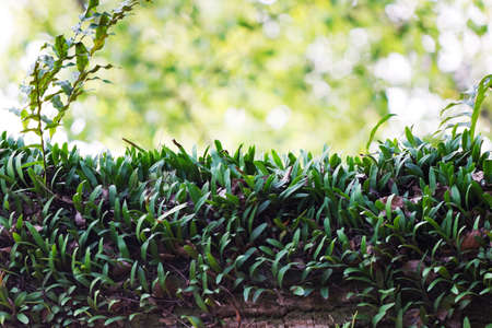 green grassの写真素材