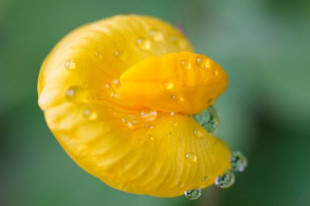 micro shot:dewdrop on the yellow petal in springの写真素材