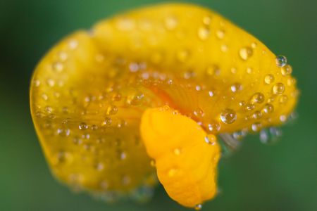 micro shot:dewdrop on the yellow petal in springの写真素材
