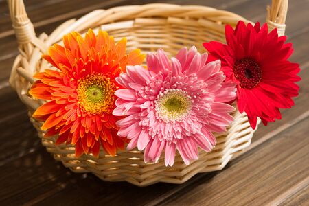 the coloful African daisy in a basketの写真素材
